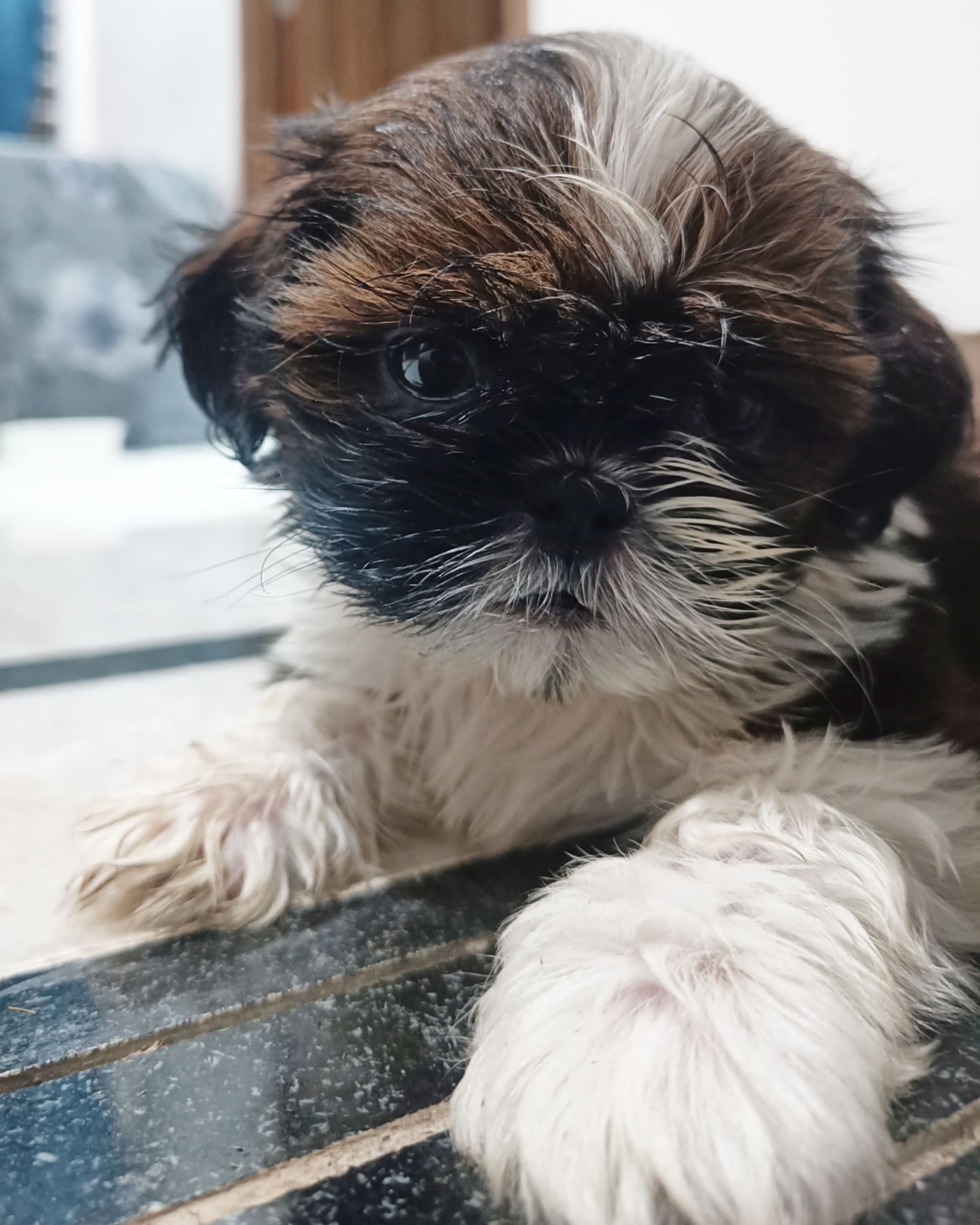 puppy