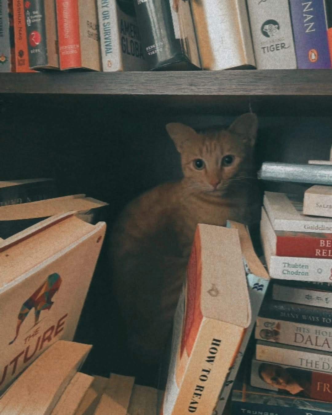 cat